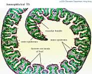 03_Ammophila-2 x40_labels.jpg